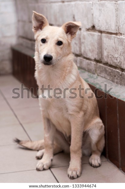 Cute White Dog Mixed Breed Near Stock Photo Edit Now