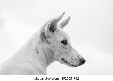 Cute white dog on white background
