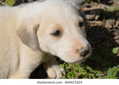 Cute White Dog Puppy And Green Plants