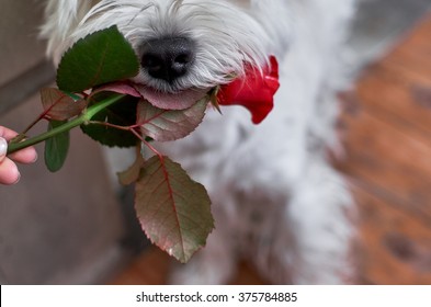 Cute white dog with rose in his mouth