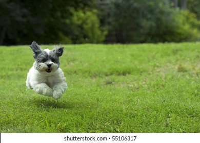 Cute White Dog Running Outside Through The Yard, Looks Like She's Flying