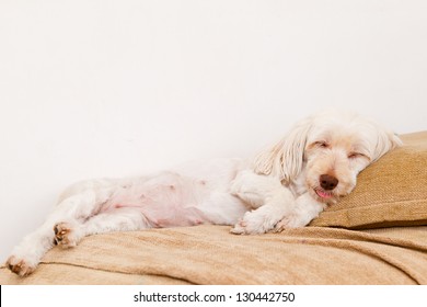 Cute White Dog Sleeping In The Sofa With Tongue Outside His Mouth.