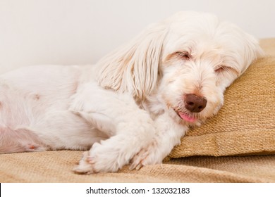 Cute White Dog Sleeping In The Sofa With Tongue Outside His Mouth.