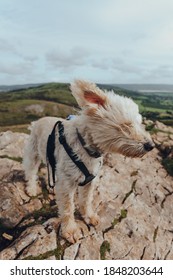 Cute White Dog Standing In Strong Wind On Top Of The Crook Peak In Mendip Hills, Somerset, UK.