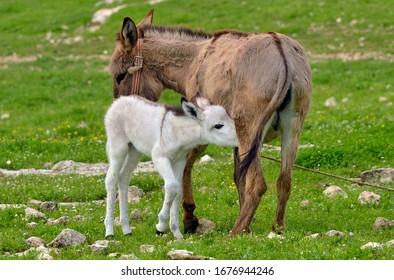 Cute White Donkey Suckling Milk From Mother's Breast