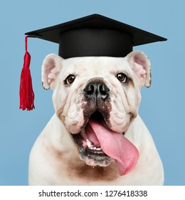 Cute white English Bulldog puppy in a graduation cap