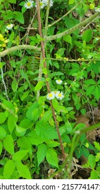 Cute White Flower On Thorny Vine Surrounded By Green Foliage