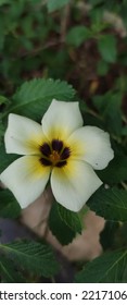 Cute White Flower In Road Side