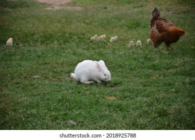 Cute White Fluffy Bunny In The Field