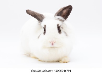 Cute White Fluffy Bunny Isolated On White Background