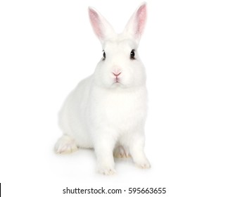 Cute White Fluffy Bunny Isolated On White Background
