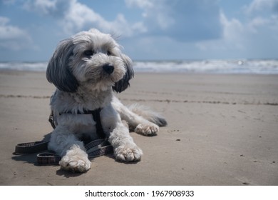 A Cute, White, Fluffy Little Dog Sits On A Beach On A Sunny Day.