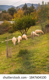 Cute White Fluffy Sheep Grazing On A Hill In A Village