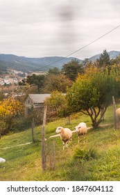 Cute White Fluffy Sheep Grazing On A Hill In A Village