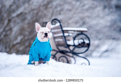 cute white French bulldog puppy, in winter next to snow-covered trees and bench.Winks - Powered by Shutterstock