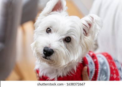 Cute White Fuffly Westie Dog (west Highland Terrier) With His Black Nose And Pink Tongue. Funny Ears. Dog With Red Jumper. Cute Doggy With Scruffy Paws. Canine. Close Up. Christmas.