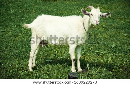 Cute white goat graze on the meadow with fresh green grass. Side portrait of nanny-goat standing in the field