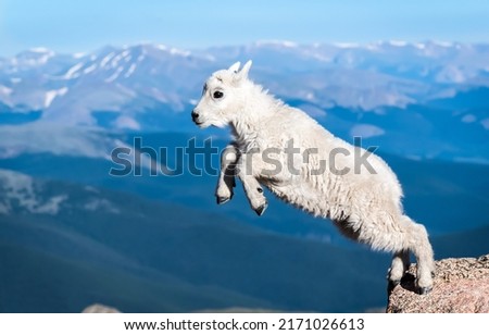 Cute white goat jumping. Animal photo. Cute goat jumping