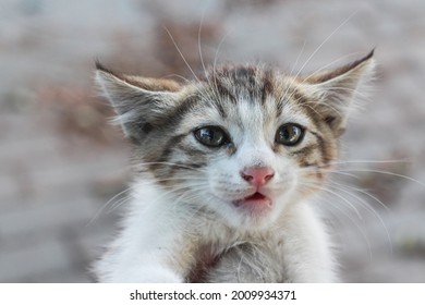 Cute White Gray Cat With Sad Eyes Looking At The Camera. Cat Portrait Photography