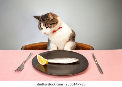 Cute white and gray cat at a table with pink tablecloth, silver cutlery, black palate and a small fish, animal diet concept