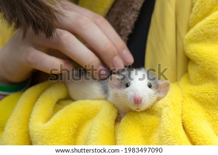 Similar – Image, Stock Photo Lap Rat Feminine Child