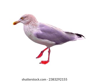 Cute white grey animal, bird, seagull with transparent white background 