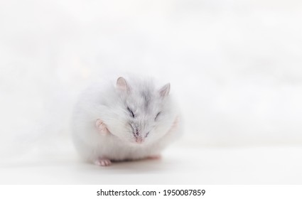 Cute White Hamster Holds Full Cheeks With Paws, Funny Animals