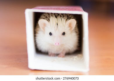 Cute White Hedgehog Hiding In A Box