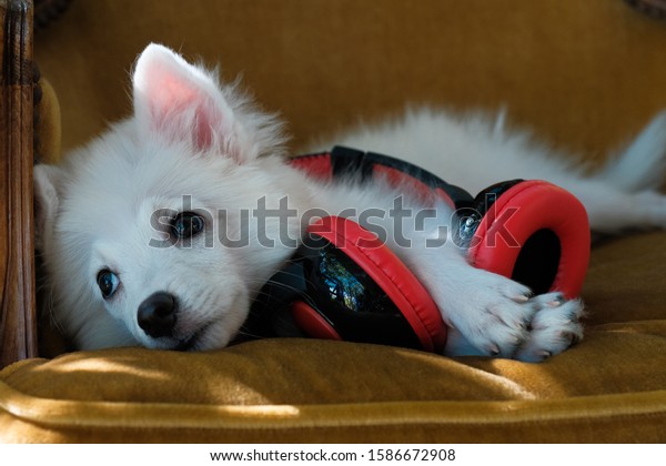 Cute White Japanese Spitz Dog Red Stock Photo Edit Now