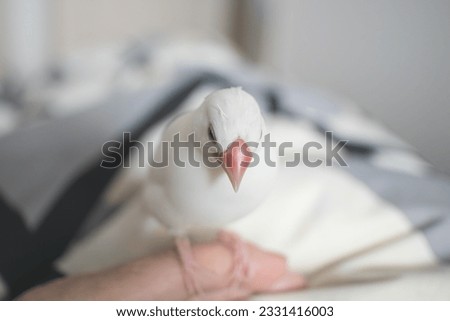 Cute white Java sparrow looking down with molting feathers