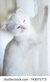 Cute white kitten 
