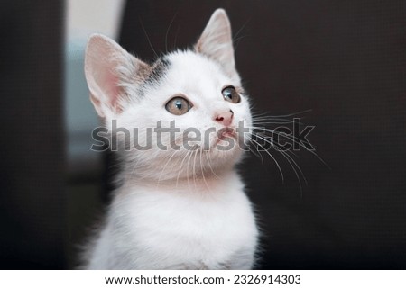 Cute white kitten with an attentive look on a dark background