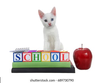 Cute White Kitten With Heterochromia Eyes Standing On Colored Building Blocks Spelling SCHOOL, Stacked On Text Books With Spiral Bound Notebook, Rule, Compass, Calculator And An Apple. 