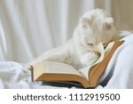 Cute white kitten read a book