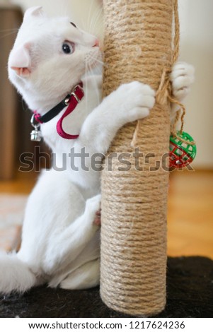 Similar – Cat playing a red ribbon on a floor. View from above