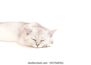 睡眠猫 の画像 写真素材 ベクター画像 Shutterstock