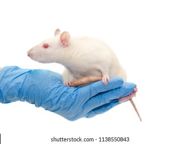 Cute white laboratory rat in the hands of a researcher (isolated on white)