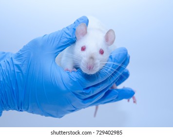 Cute white laboratory rat in the hands of a researcher in a lab (in blue tones), selective focus on the rat eyes