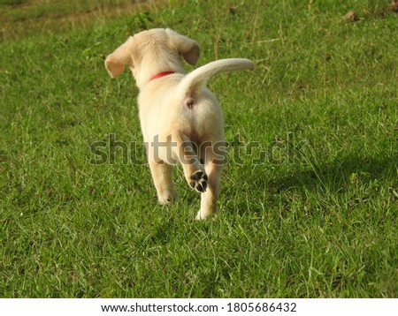 Small, blond Labrador puppy runs clumsily across the lawn, his floppy ears flying up