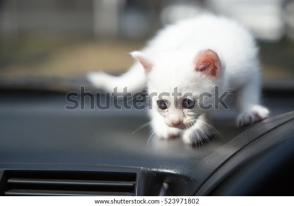 Cute white little cat in
car