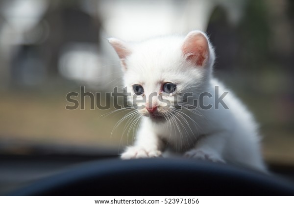 Cute white little cat in\
car