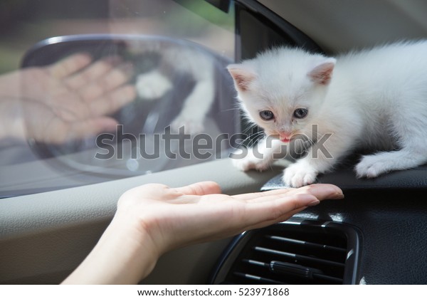 Cute white little cat in\
car