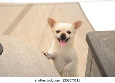 Cute White Little Puppy Begging For A Drink.