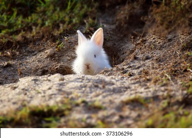 Cute White Little Rabbit Peeking Out Of Hole.