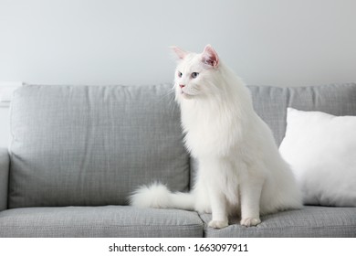 Cute White Maine Coon Cat At Home