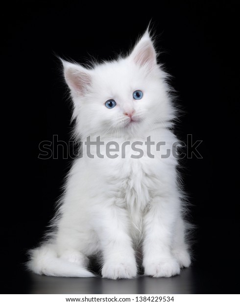 Cute White Maine Coon Kitten On Stock Photo Edit Now 1384229534