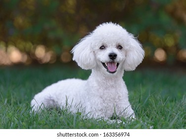 Cute White Male Poodle Puppy