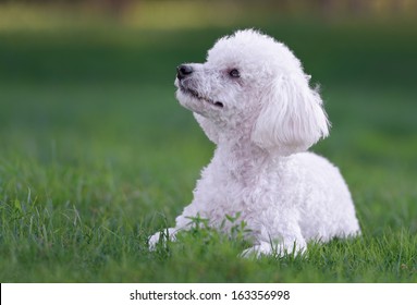 Cute White Male Poodle Puppy