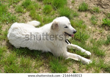 Cute white maremma sheepdog lying down on the grass outdoors