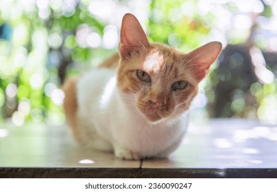 Cute white and orange Siamese Cat look at camera. pet and anmimal concept